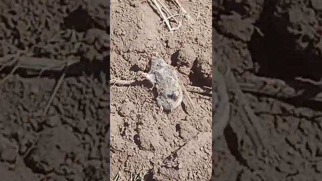 Приводим в порядок участок. Выселили квартирантов! #Дачныедела смотреть онлайн