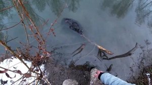 ОХОТА НА БОБРА.СТАВЛЮ ПРОХОДНЫЕ КАПКАНЫ С ПРИМАНКОЙ BEAVER CREEK+РЕЗУЛЬТАТ!