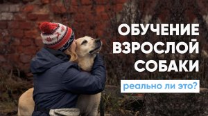 Дрессировка и воспитание ВЗРОСЛОЙ собаки. РЕАЛЬНО ЛИ обучить собаку, которой 3, 5, 7 и даже 10 лет?