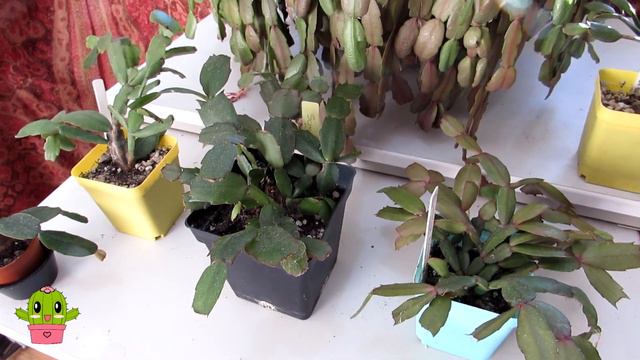 All my Schlumbergera Cacti I have grown from seed & how I care for them | Xmas & Thanksgiving Cacti смотреть онлайн