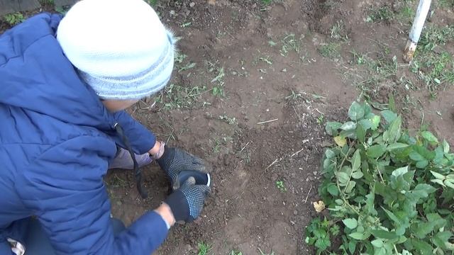 Ломаю шпалеру... Креплю шпалеру к грунту, используя пластиковые трубы. смотреть онлайн