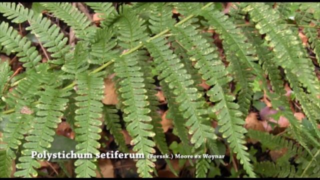 Polystichum Setiferum