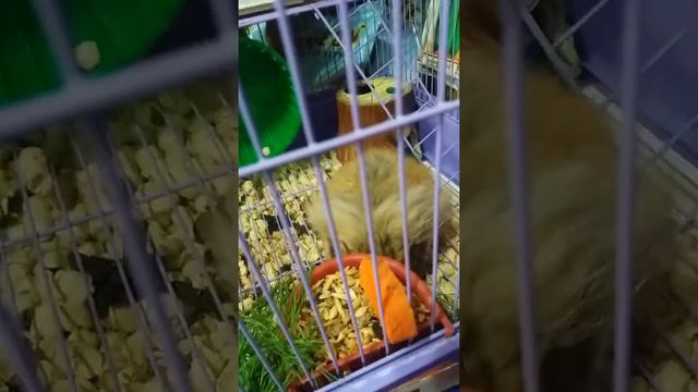 Ангорский хомяк смотреть онлайн