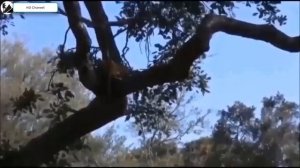 20 УЖАСНЫЙ НАПАДЕНИЕ ДИКИХ ЖИВОТНЫХ НА ЛЮДЕЙ