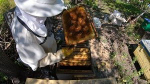 АМЕРИКАНСКИЙ ГНИЛЕЦ ПЧЁЛ. ЛЕЧИМ (Видео 4K)