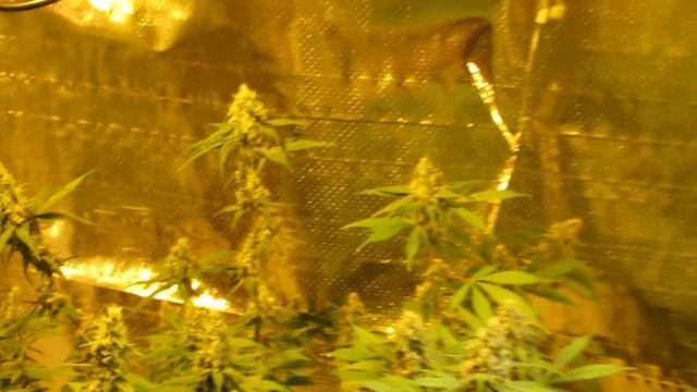 Blue Dream & Purple Bud Week 6 Flower смотреть онлайн