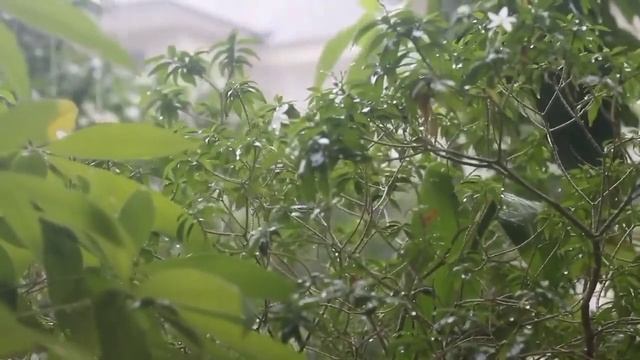 White noise of rain. Белый шум дождя смотреть онлайн