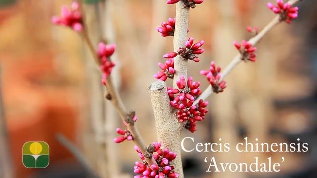 Cercis chinensis 'Avondale' смотреть онлайн