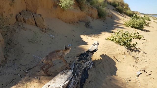Лиса корсак смотреть онлайн