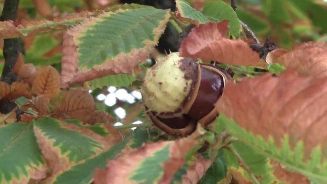 Тест Canon Legria HF M306 смотреть онлайн