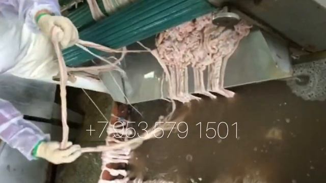 Линия переработки кишок, машина очистки шлямовки кишок смотреть онлайн