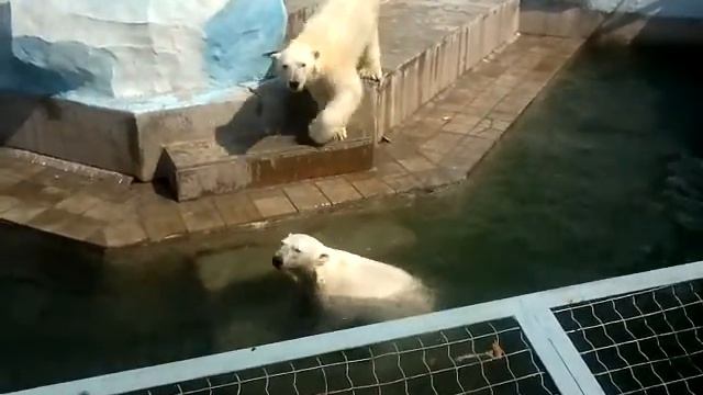 Белые медведи в Новосибирском зоопарке смотреть онлайн