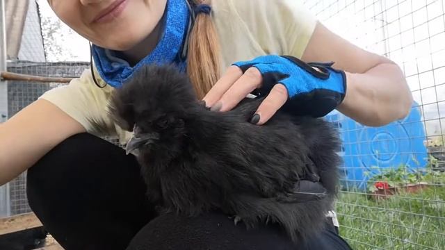 Цыплёнок шёлковый Китайский уже не боится смотреть онлайн