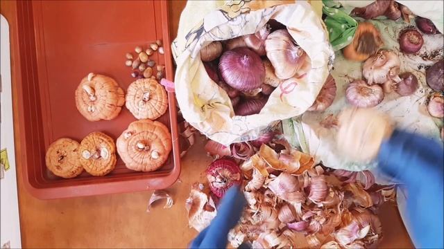 Когда доставать гладиолусы, очистка, проращивание. смотреть онлайн