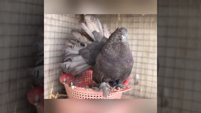 Голуби Индийские Павлины смотреть онлайн