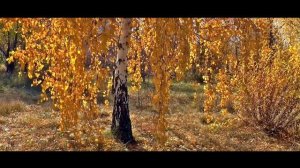 «Kazvatti mami minun»  старинная карельская песня