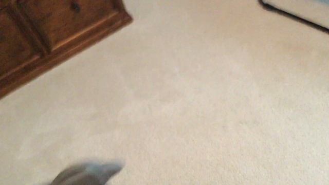 I Trashpicked A Kirby Sentria G10D That Works Perfectly смотреть онлайн