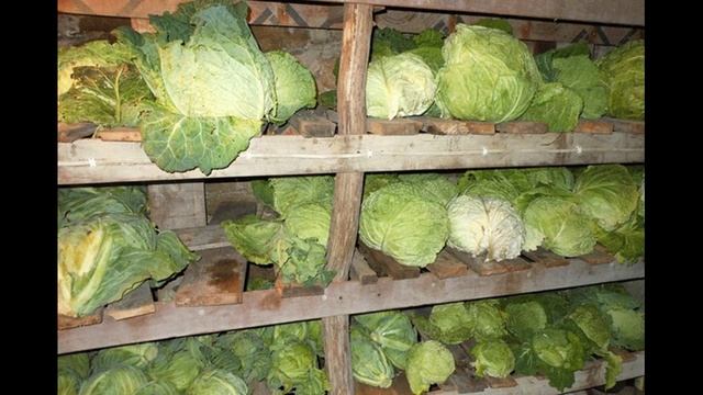 10 СПОСОБОВ ХРАНЕНИЯ КАПУСТЫ смотреть онлайн