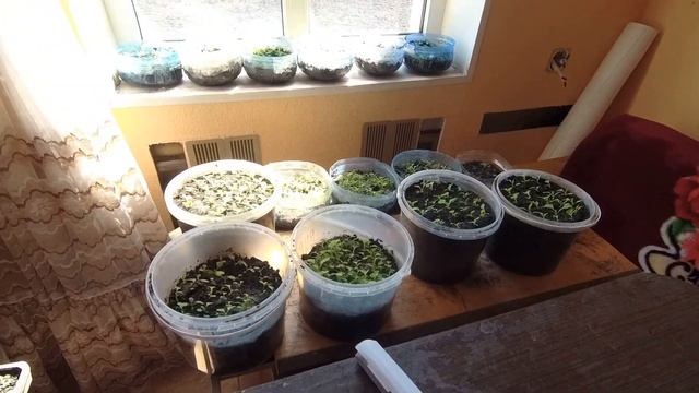 обзор рассады пробная высадка в открытый грунт смотреть онлайн