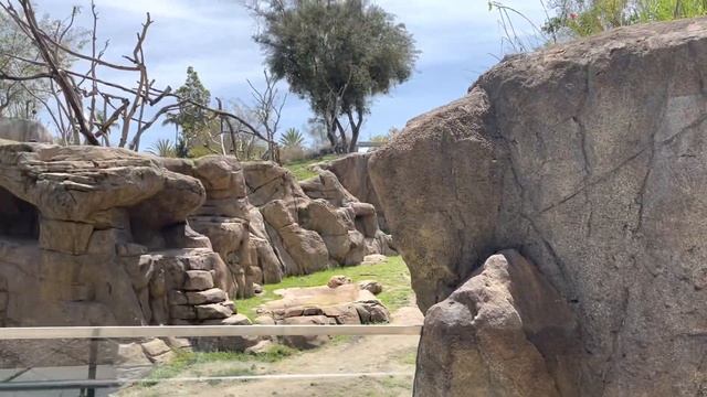 Поездка в Калифорнию. Часть 2. Самый большой ЗООПАРК Америки. San Diego ZOO. смотреть онлайн