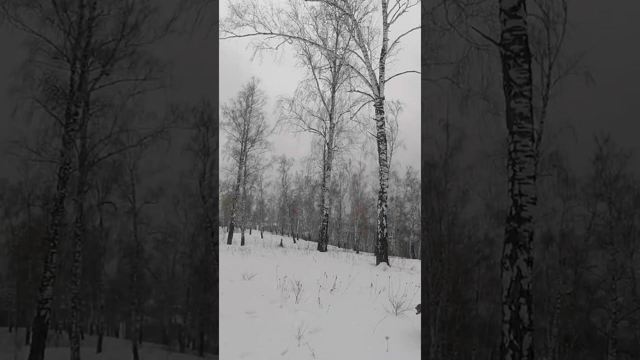 берёзовая роща ❄️ #зимнийлес #зима #березоваяроща смотреть онлайн