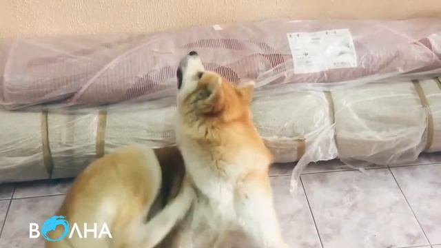 Фабрика чистки ковров "Волна". Отзыв Алексея Огурцова смотреть онлайн