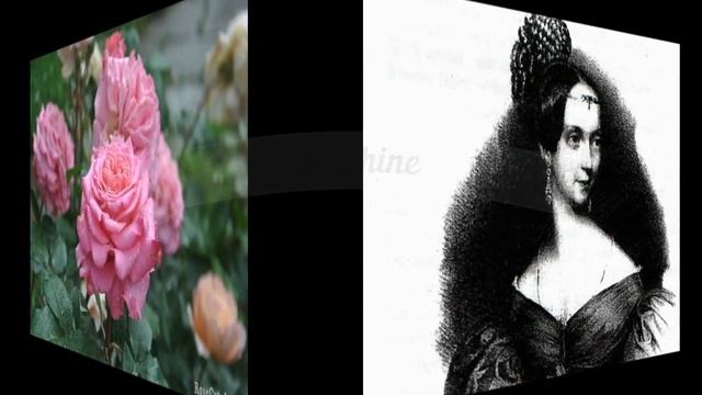 Роза Ashley. Роза Тантау. Что в имени твоем?! Часть 10. смотреть онлайн