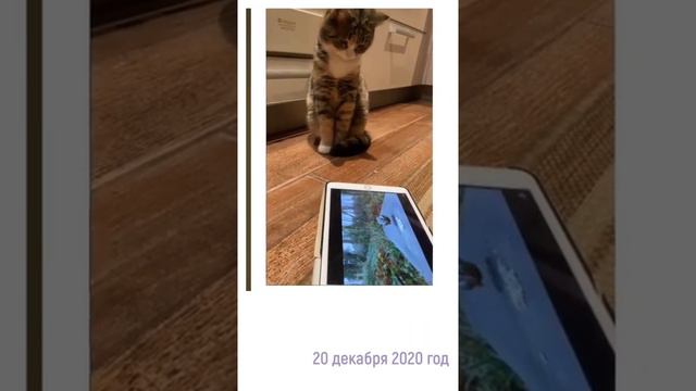 Чиби - Тося смотреть онлайн