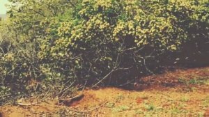 10 СОВЕТОВ, КАК ПЕРЕЖИТЬ НАПАДЕНИЕ ДИКИХ ЖИВОТНЫХ