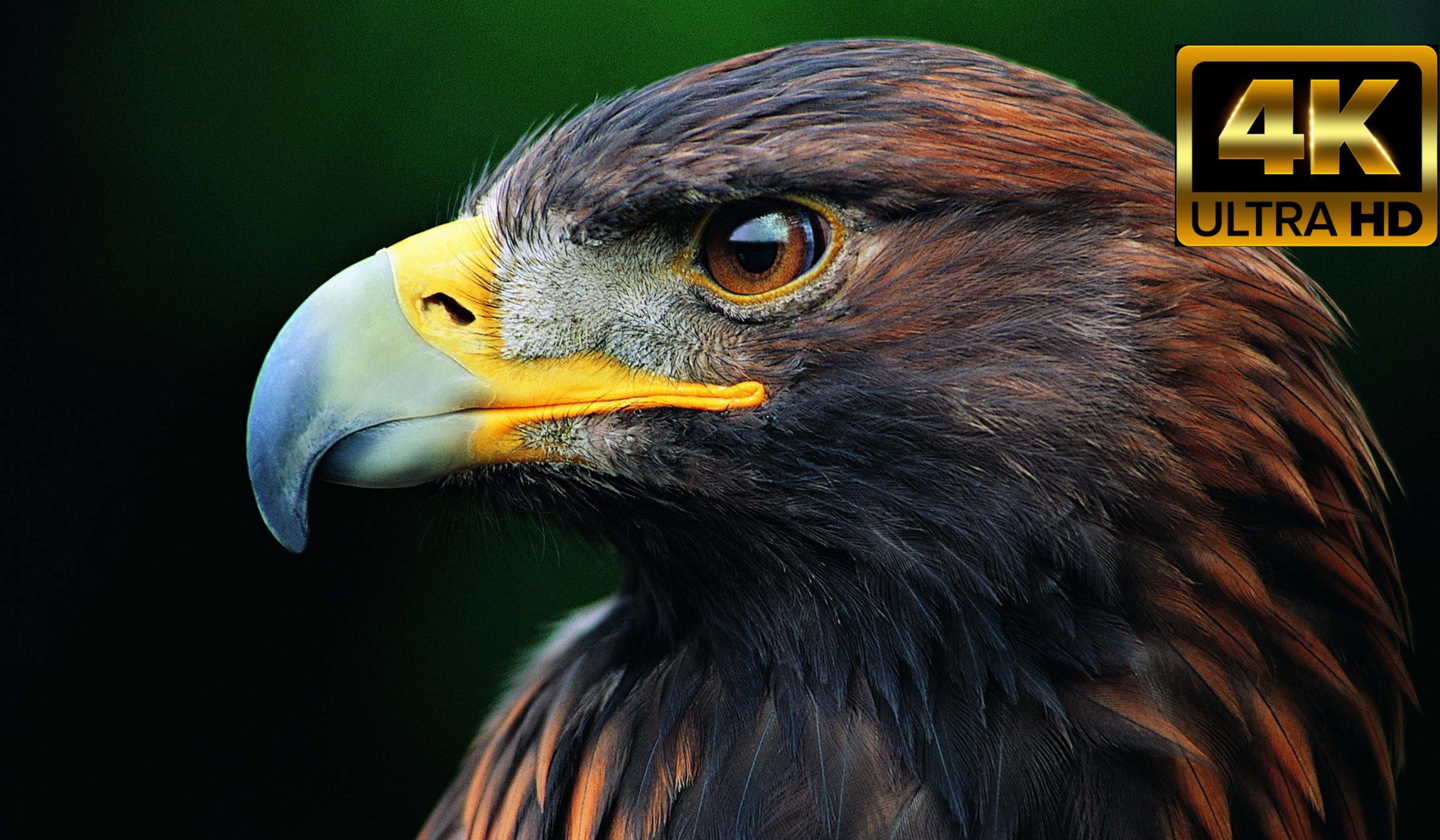 Высококачественное видео HDR 4K ULTRA HD 60 кадров в секунду смотреть онлайн