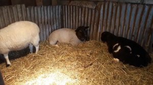 Скрещивание овец F1,F2,F3,F4, F5 кросс дорпера