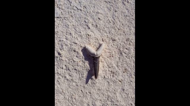 Скелеты и зубы ископаемых акул Мангышлака / skeletons and teeth of Mangyshlak extinct sharks смотреть онлайн