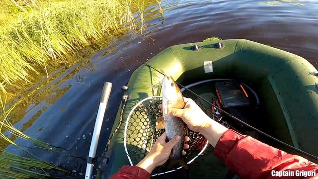 Жерех на Волхове рыбалка, Asp on the Volkhov fishing смотреть онлайн