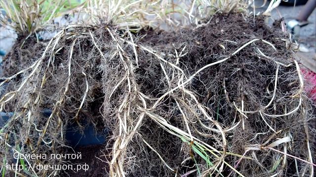 Как справиться с пыреем? смотреть онлайн