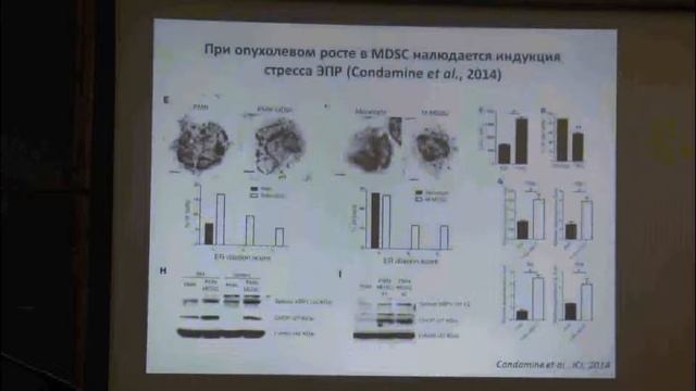 18.12.15 | Цыганов Е. | MDSC - миелоидные супрессорные клетки: характеристика и роль при патологии смотреть онлайн