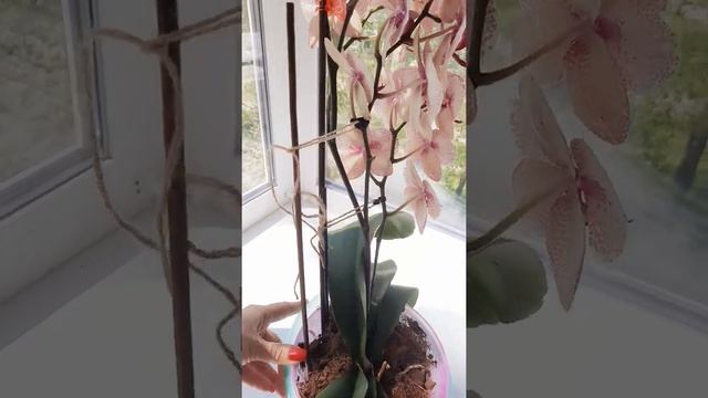 Видео обзор. Сезам распустил все бутоны))) смотреть онлайн