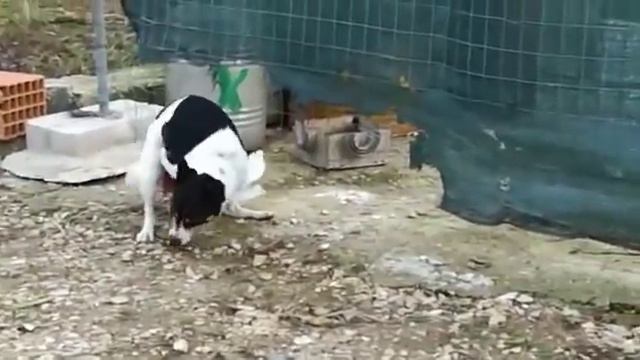 Собака и курица смотреть онлайн
