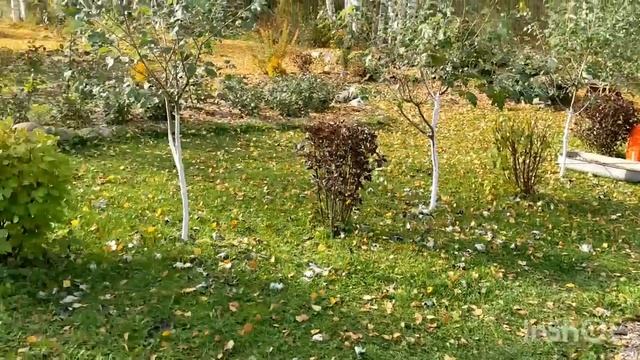 Строим укрытия для роз! Осенняя лирика от Олегсергеича.16 октября 2022 г. смотреть онлайн