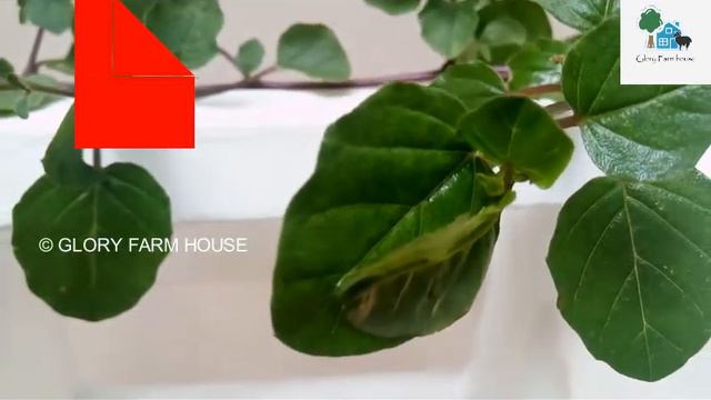 ആരും ശ്രദ്ധിക്കാത്ത തഴുതാമ | Thazhuthama Plant in Malayalam | Glory Farm House смотреть онлайн
