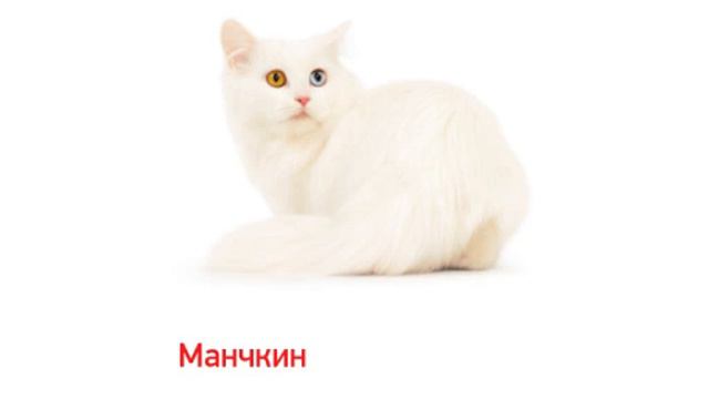 породы кошек которых хочу иметь смотреть онлайн