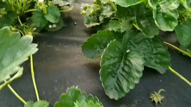 Обзор сортов клубники. Ами, Вайбрант, Купчиха.