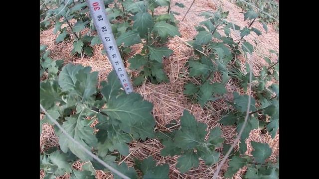 ОБЗОР ХРИЗАНТЕМЫ 19 ИЮЛЯ. смотреть онлайн