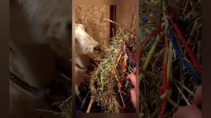 Снова про кормушки для коз!