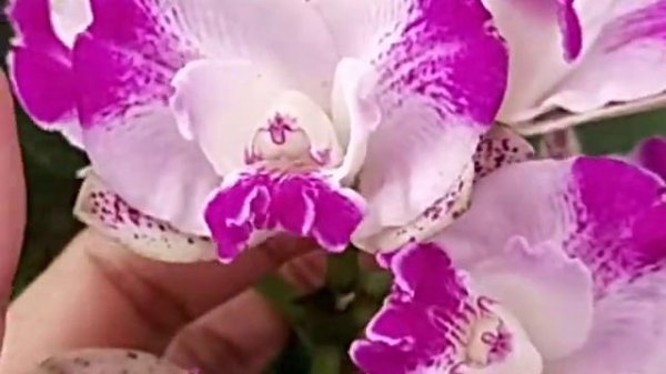 Cattleya Monte Elegante