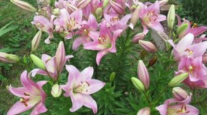 Подкормки для лилий с весны и до осени для пышного цветения