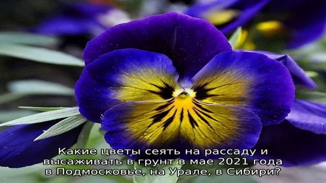 Посев цветов на рассаду и высадка в грунт в 2021 году: сроки. Когда и какие сеять цветы на рассаду. смотреть онлайн