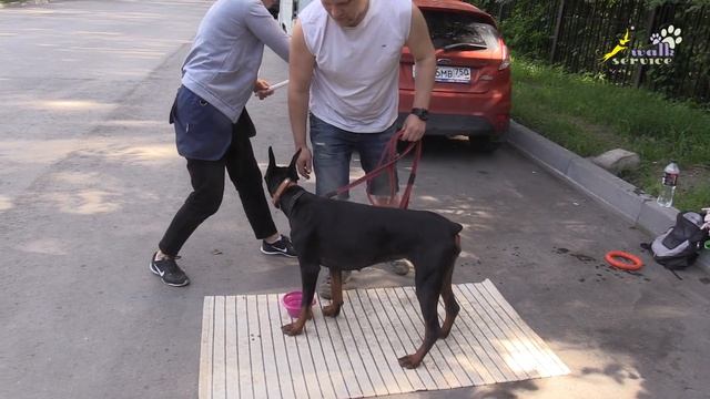 Доберман, тактильный контакт и визуальное внимание смотреть онлайн