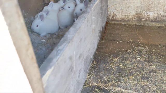 забрал маточник у крольчихи/зачем?/очередные проблемы🐇 смотреть онлайн