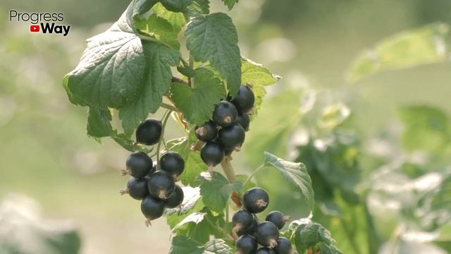 СРОЧНО ПОДСЫПЬТЕ ПОД СМОРОДИНУ ОСЕНЬЮ 1 ЛОЖКУ! Размер и вкус ягод вас ошеломит на следующий год! смотреть онлайн