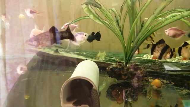 #Аквариум#Анциструс снова на икре# Гуппешка родила# смотреть онлайн